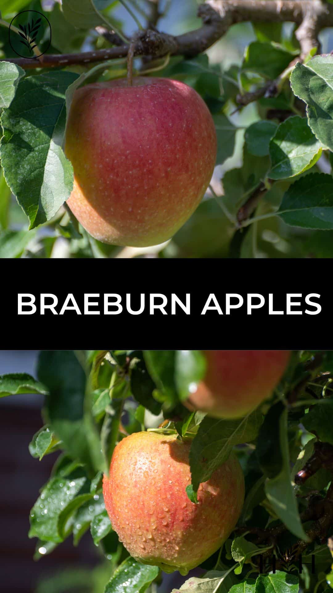 Braeburn apples via @home4theharvest