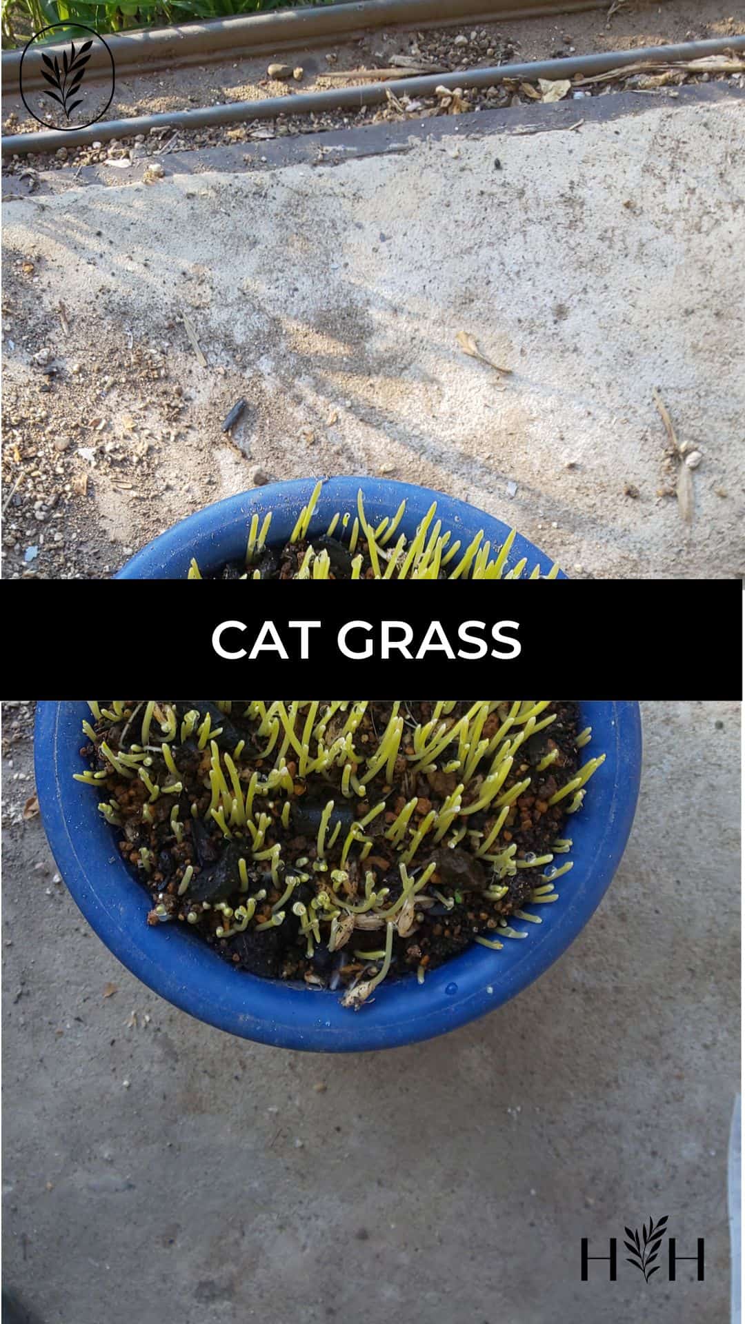 Cat grass via @home4theharvest