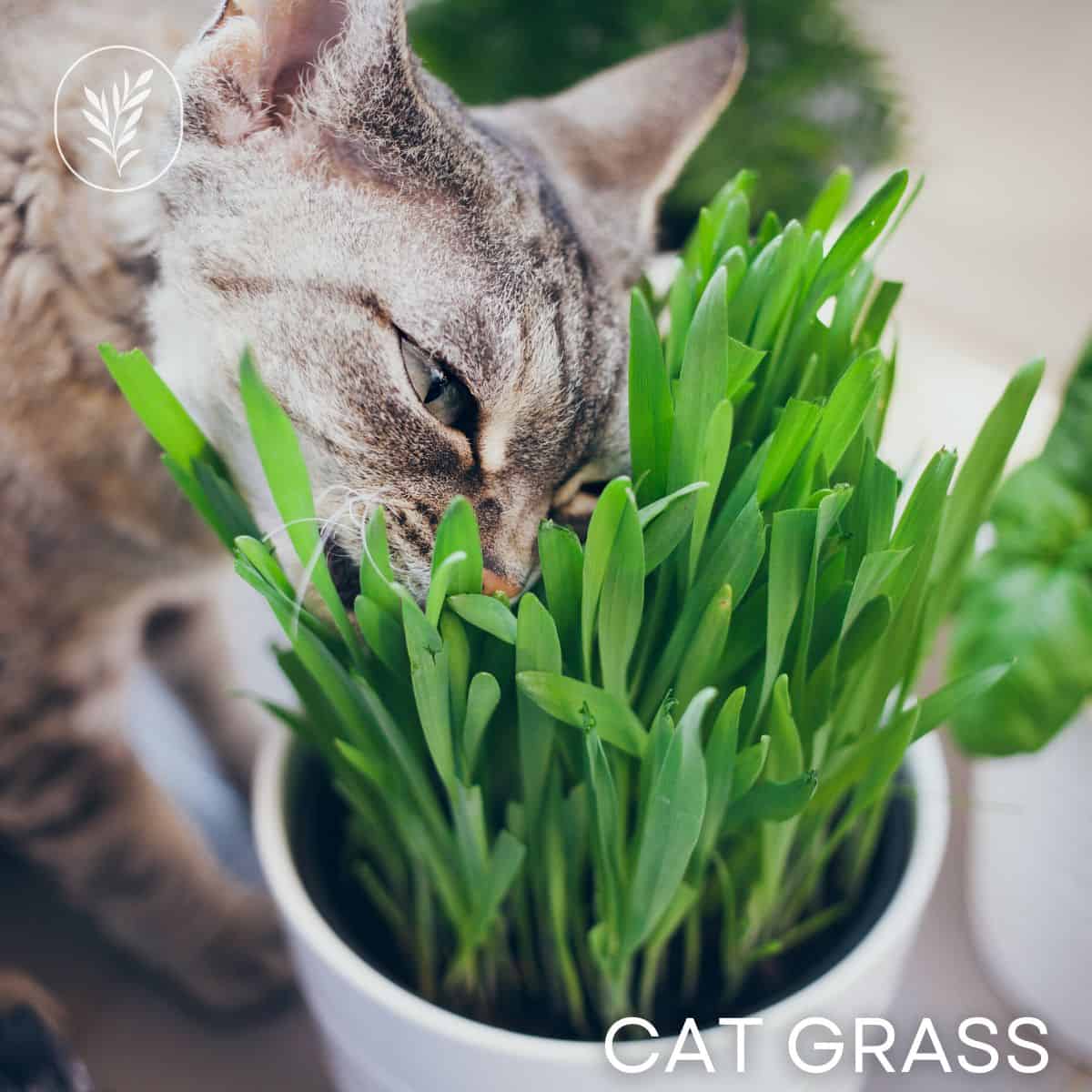 Cat grass via @home4theharvest