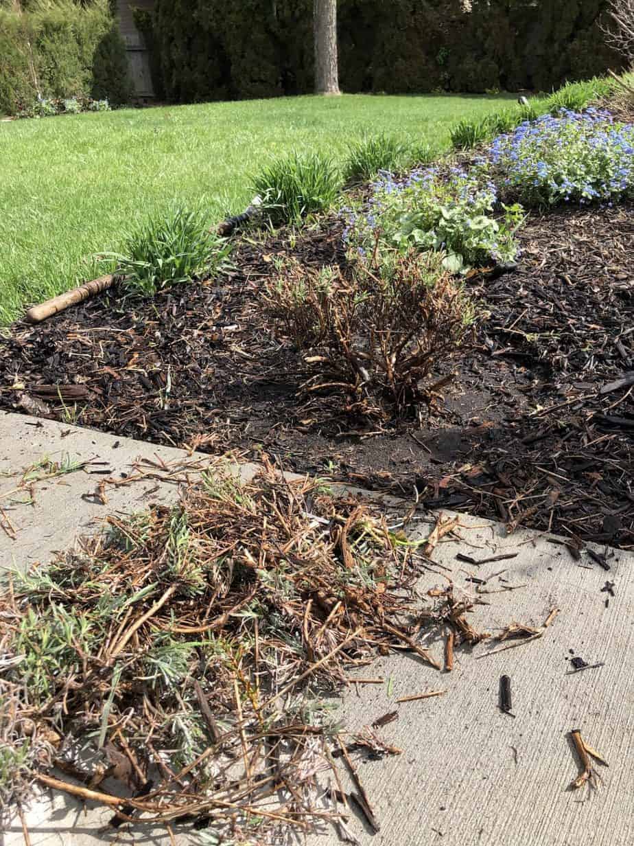 When to cut back lavender 🌿 ️ Annual pruning essentials for healthier plants