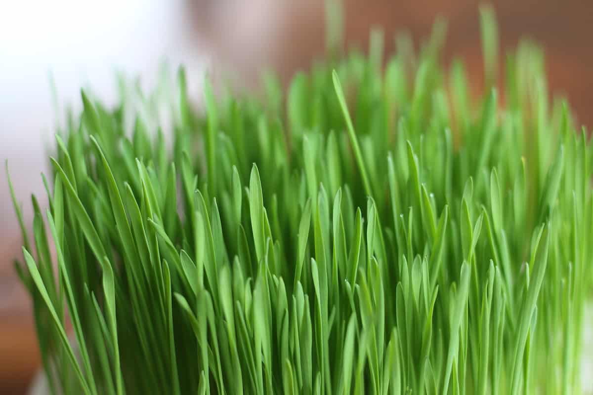 green blades of wheatgrass