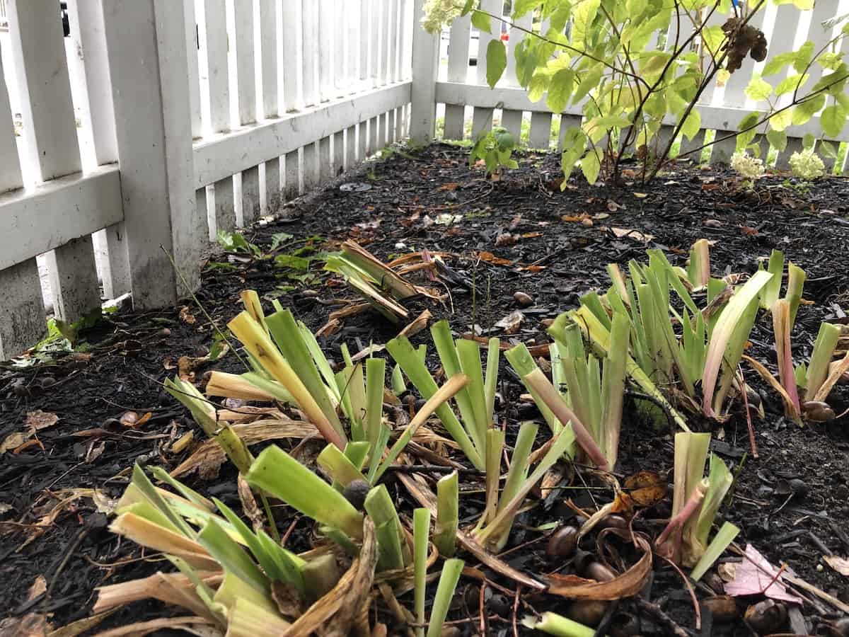 Iris plants cut back in autumn