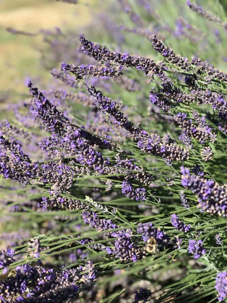 When to cut back lavender