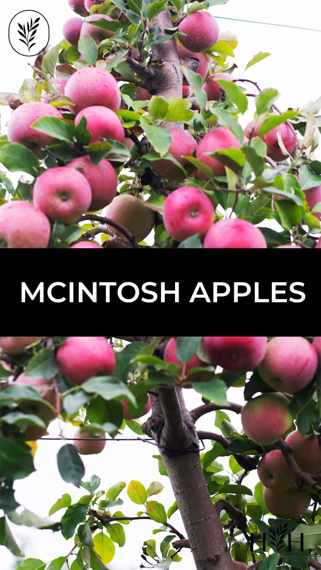 Mcintosh apples via @home4theharvest