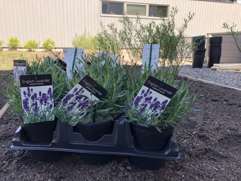 When to cut back lavender 🌿 ️ Annual pruning essentials for healthier plants