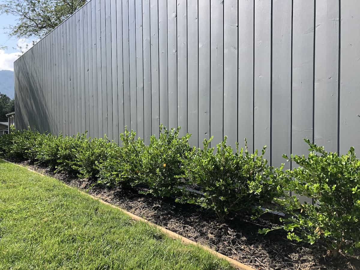 row of winter gem boxwood in front of fence
