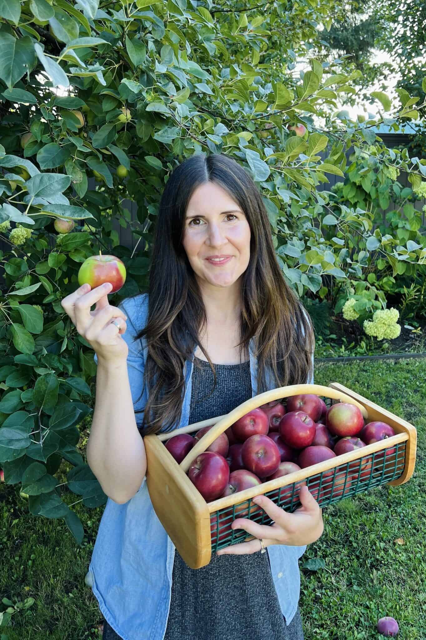 McIntosh apples 🍎 🌳 Unveil the secrets of this popular variety