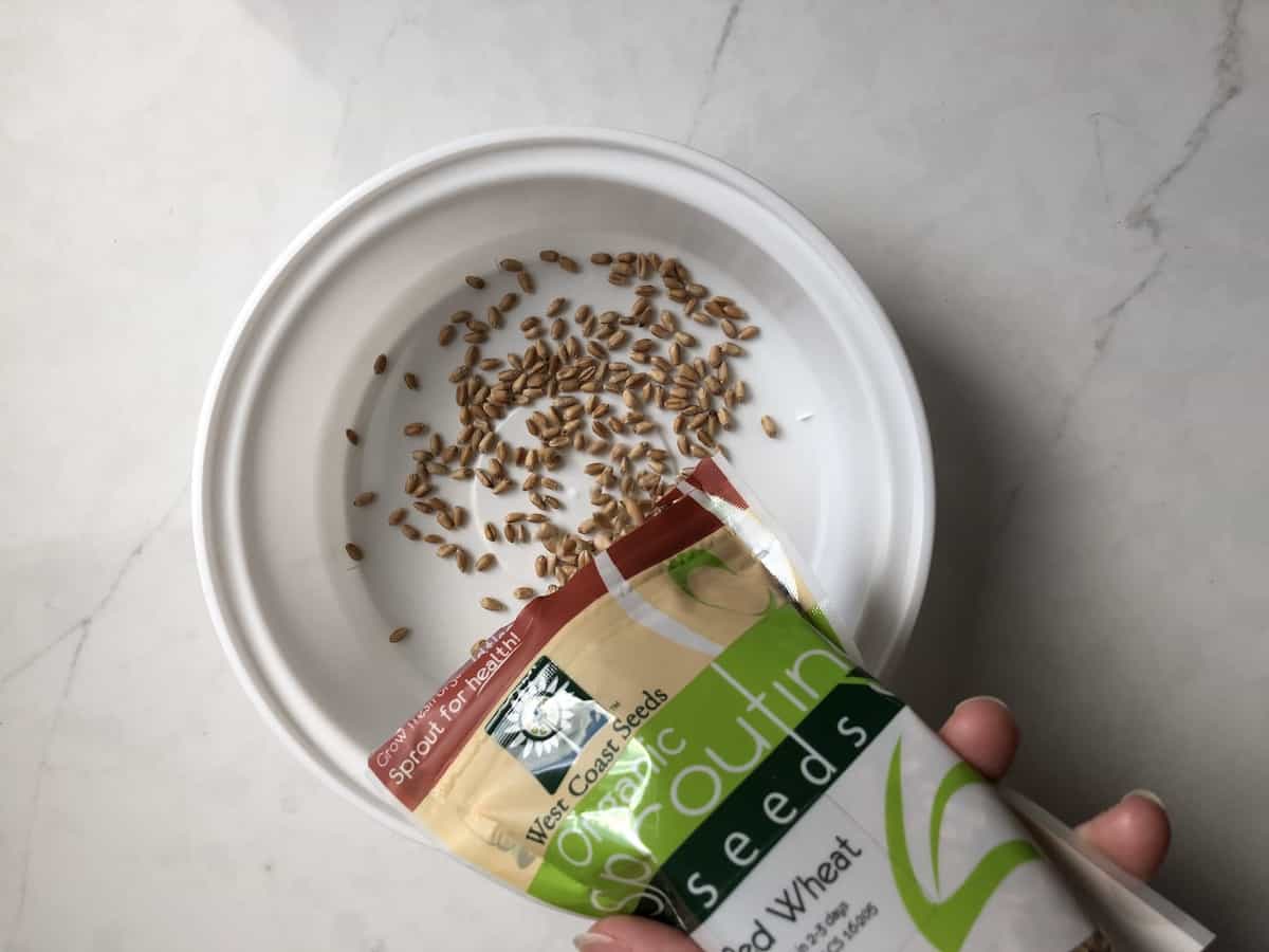 Sprouting seeds for cat grass