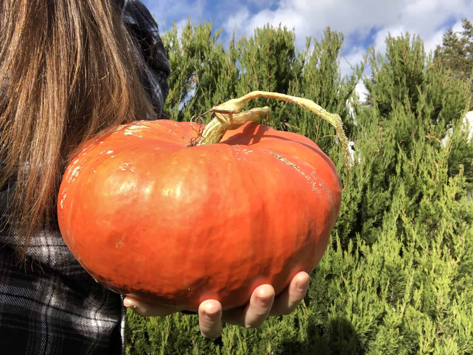 cinderella pumpkin held in hand
