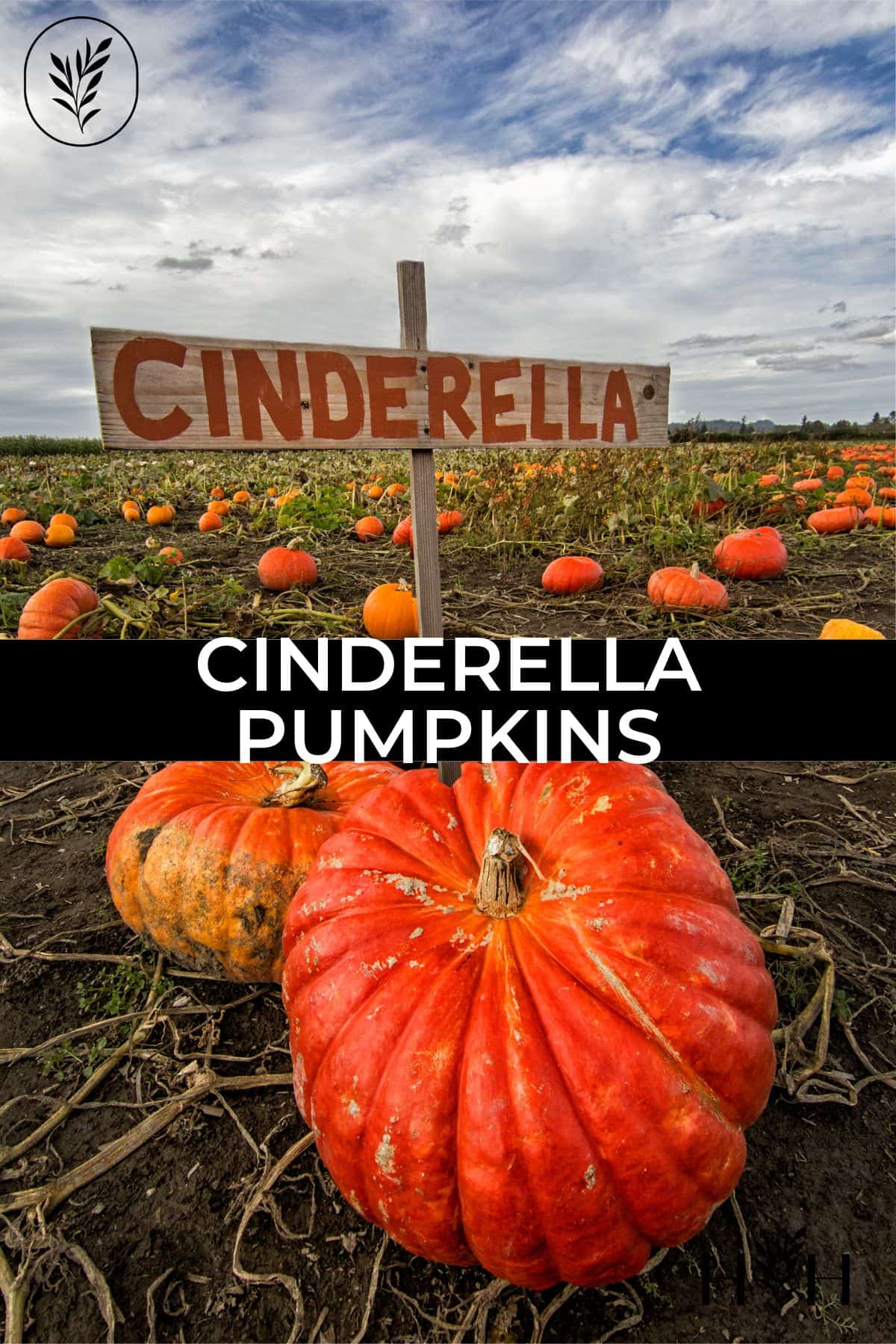 Cinderella pumpkins via @home4theharvest