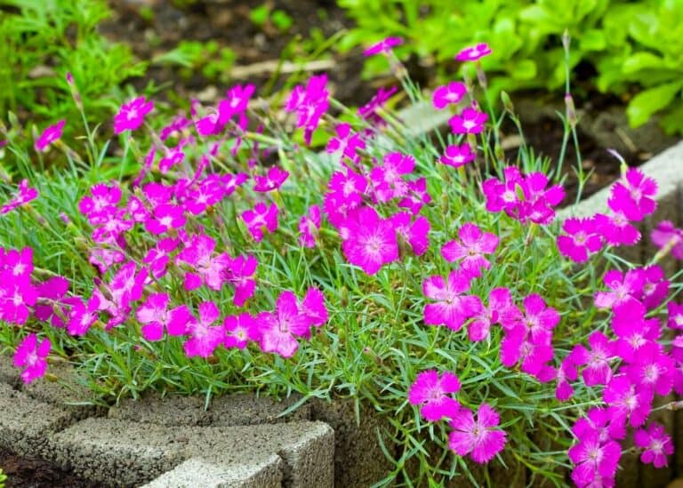15 low maintenance perennial flowers