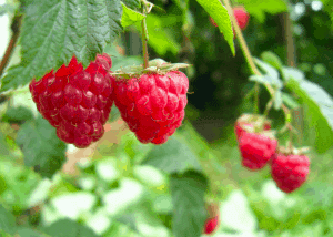 21 best-tasting raspberry varieties 🍇 😋 Discover flavorful picks