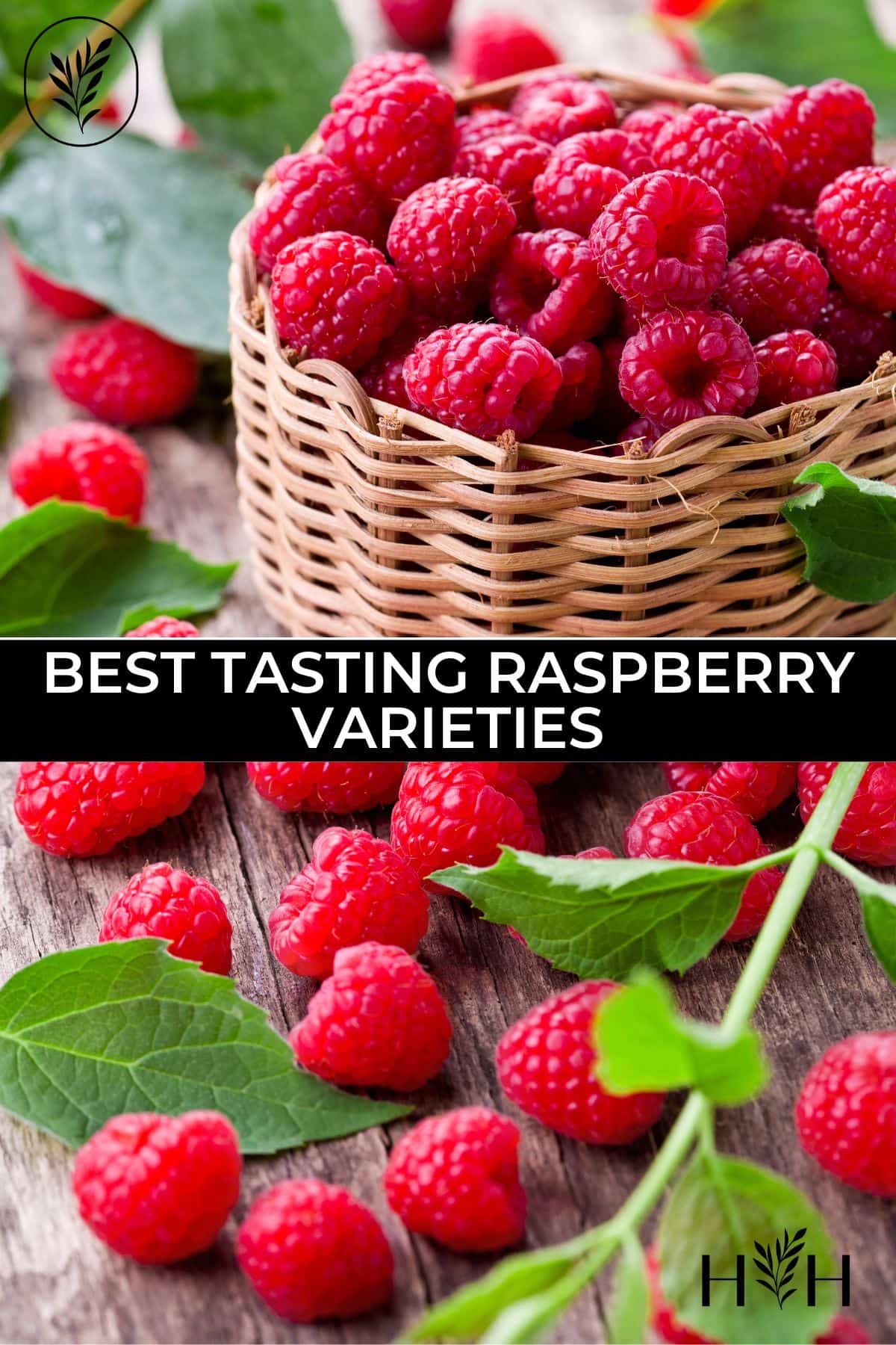 Best tasting raspberry varieties via @home4theharvest