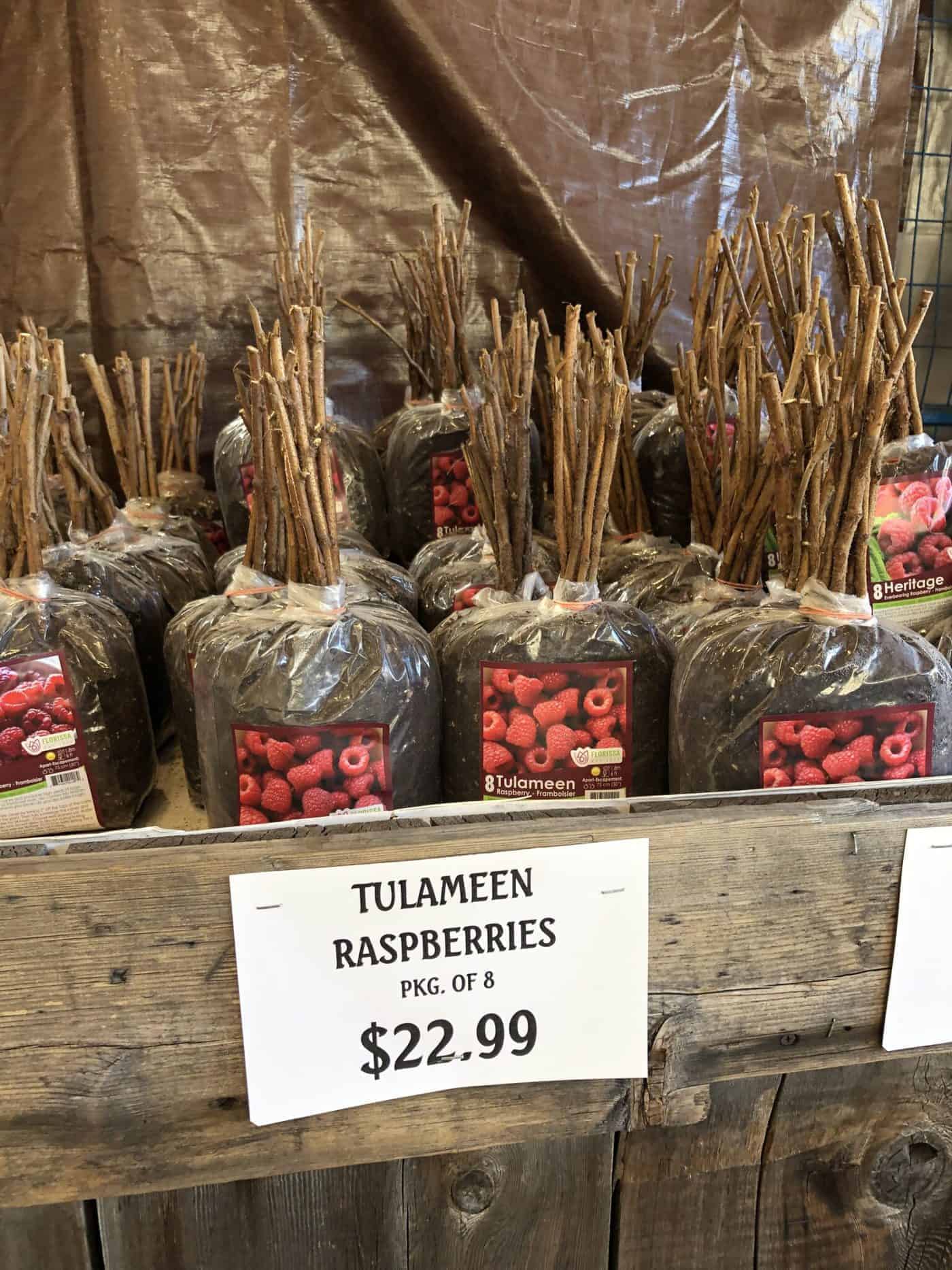 21 best-tasting raspberry varieties π π Discover flavorful picks