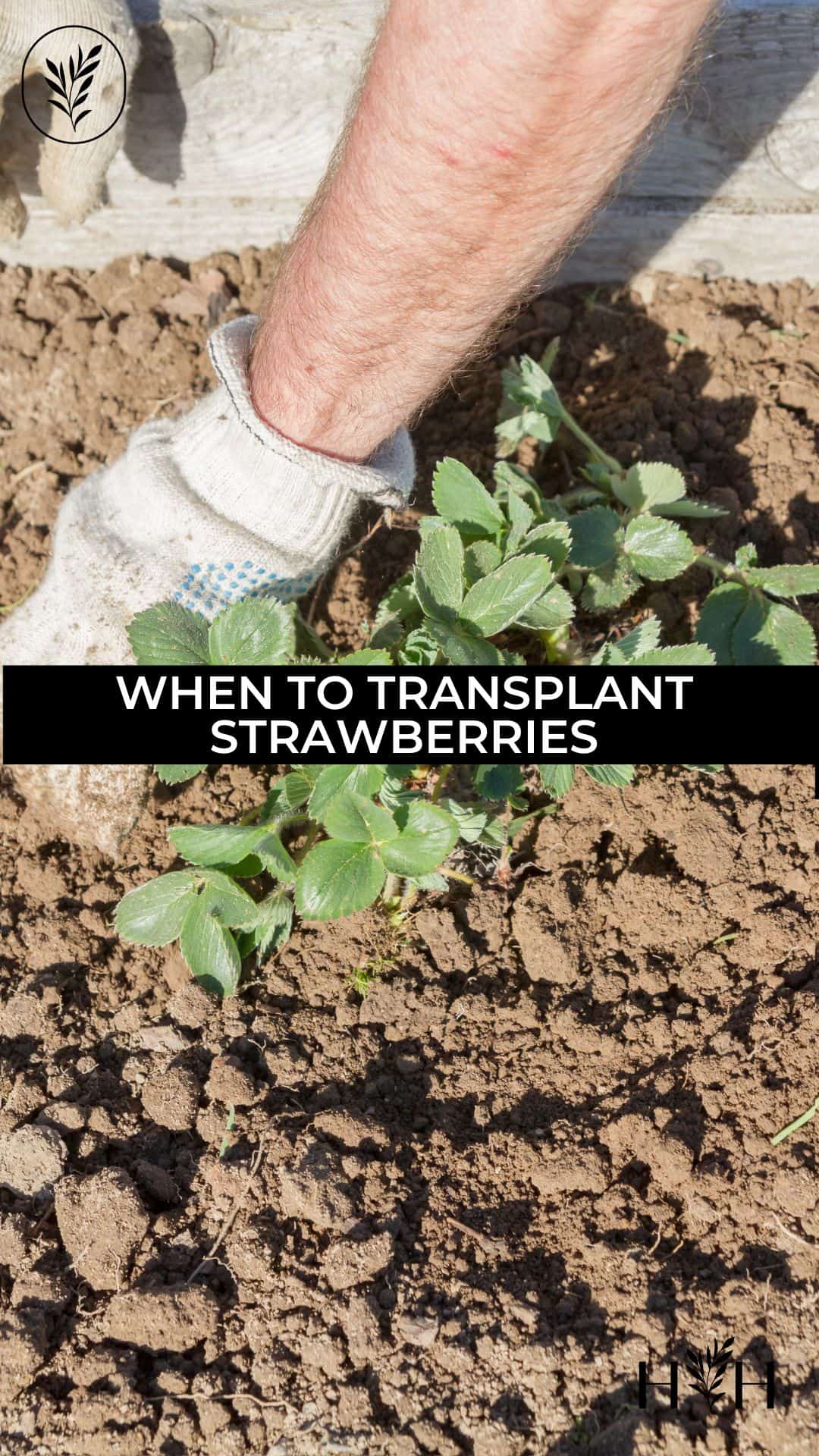 When to transplant strawberries via @home4theharvest