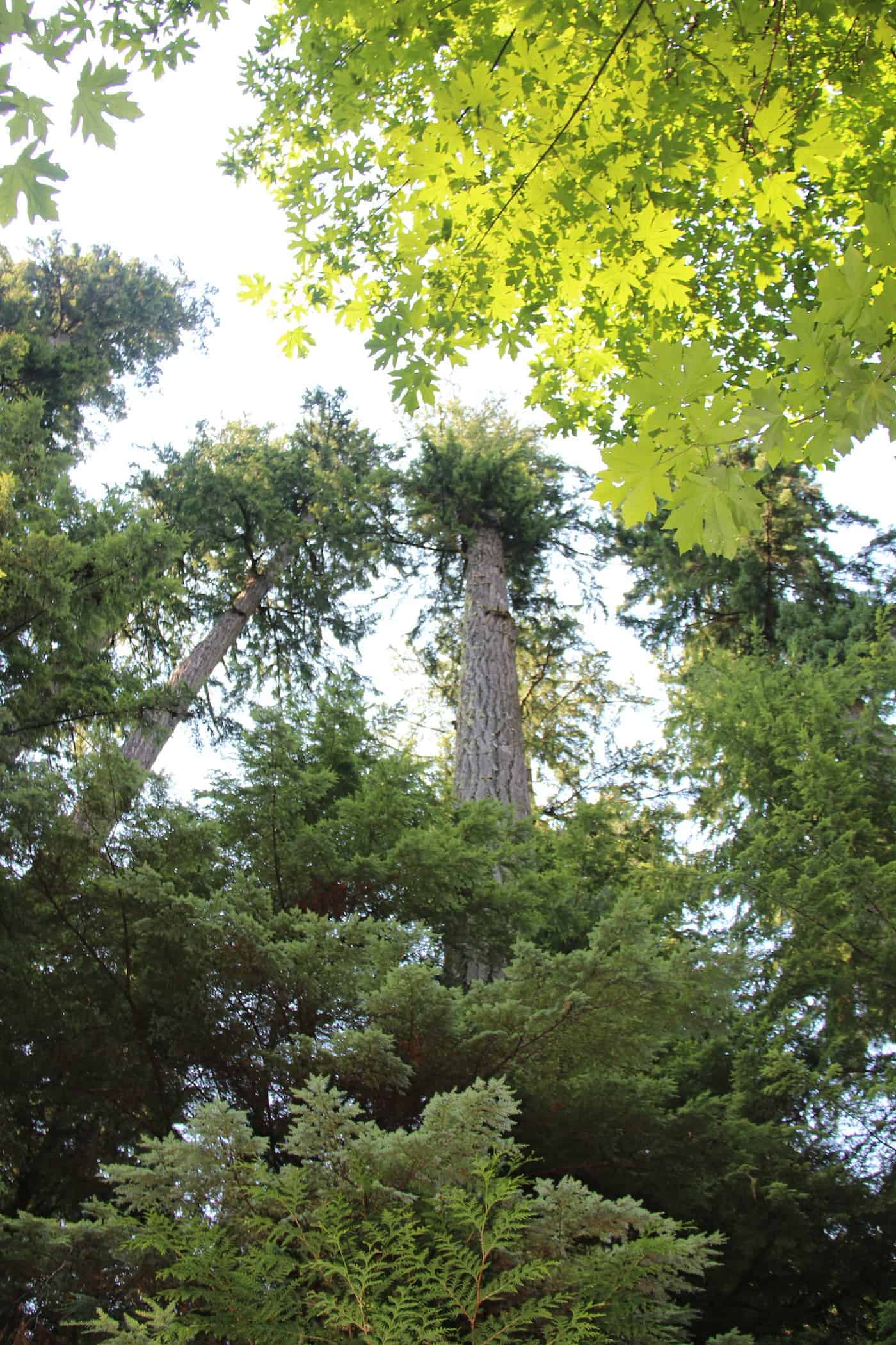 Douglas fir - giant coastal