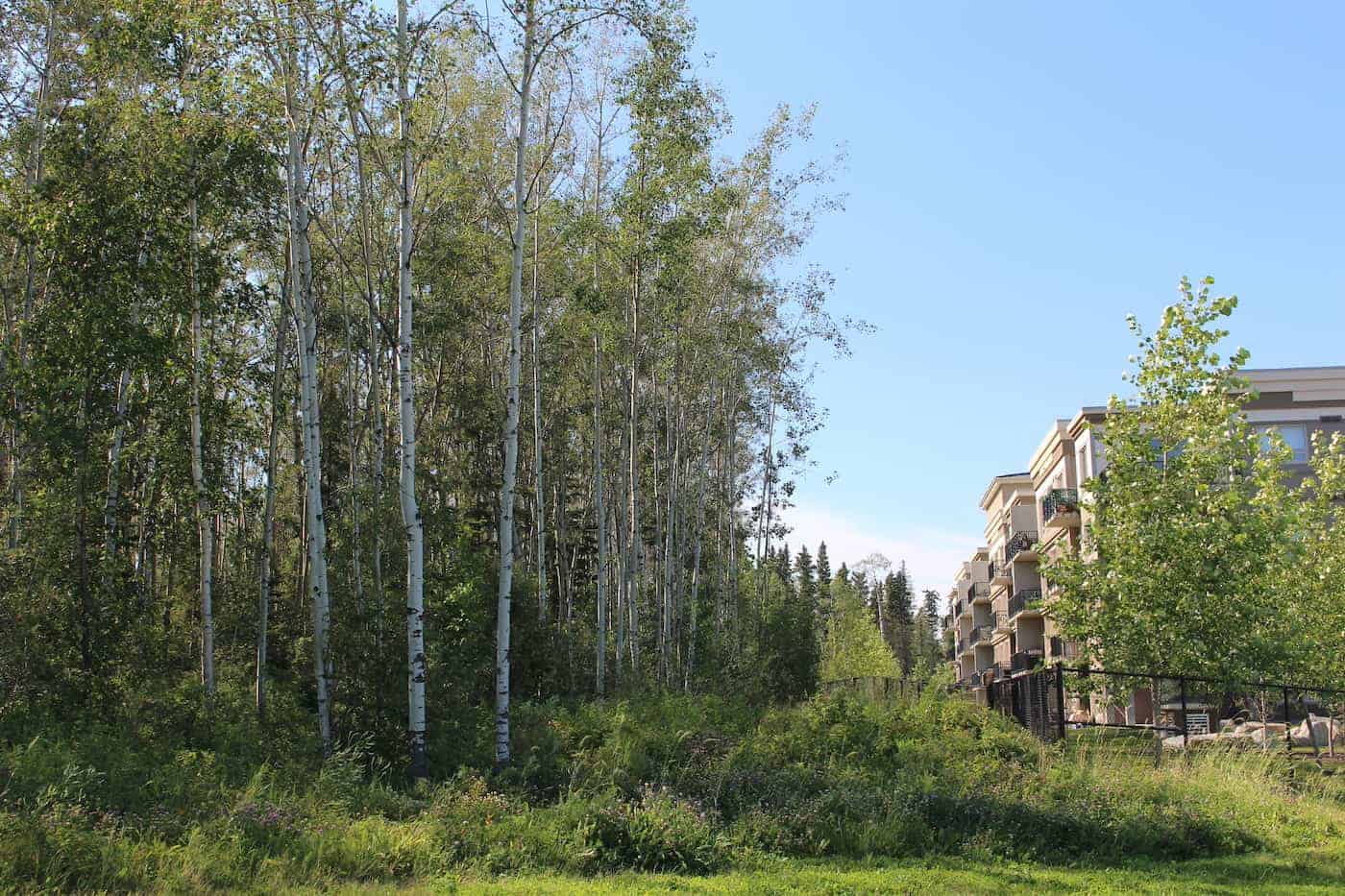 Fast growing aspen and birch beside condo building