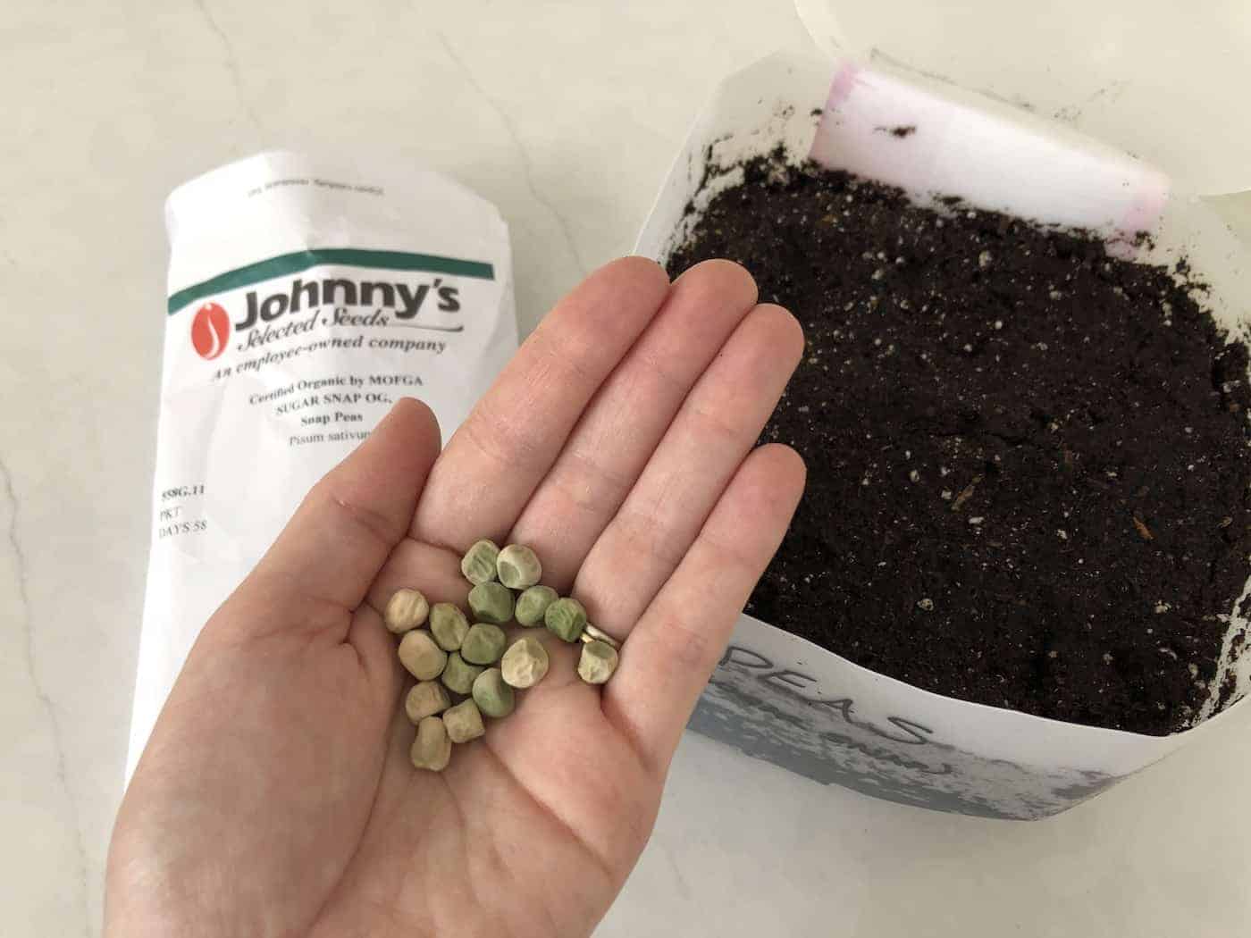 Planting snap peas in winter sowing jug