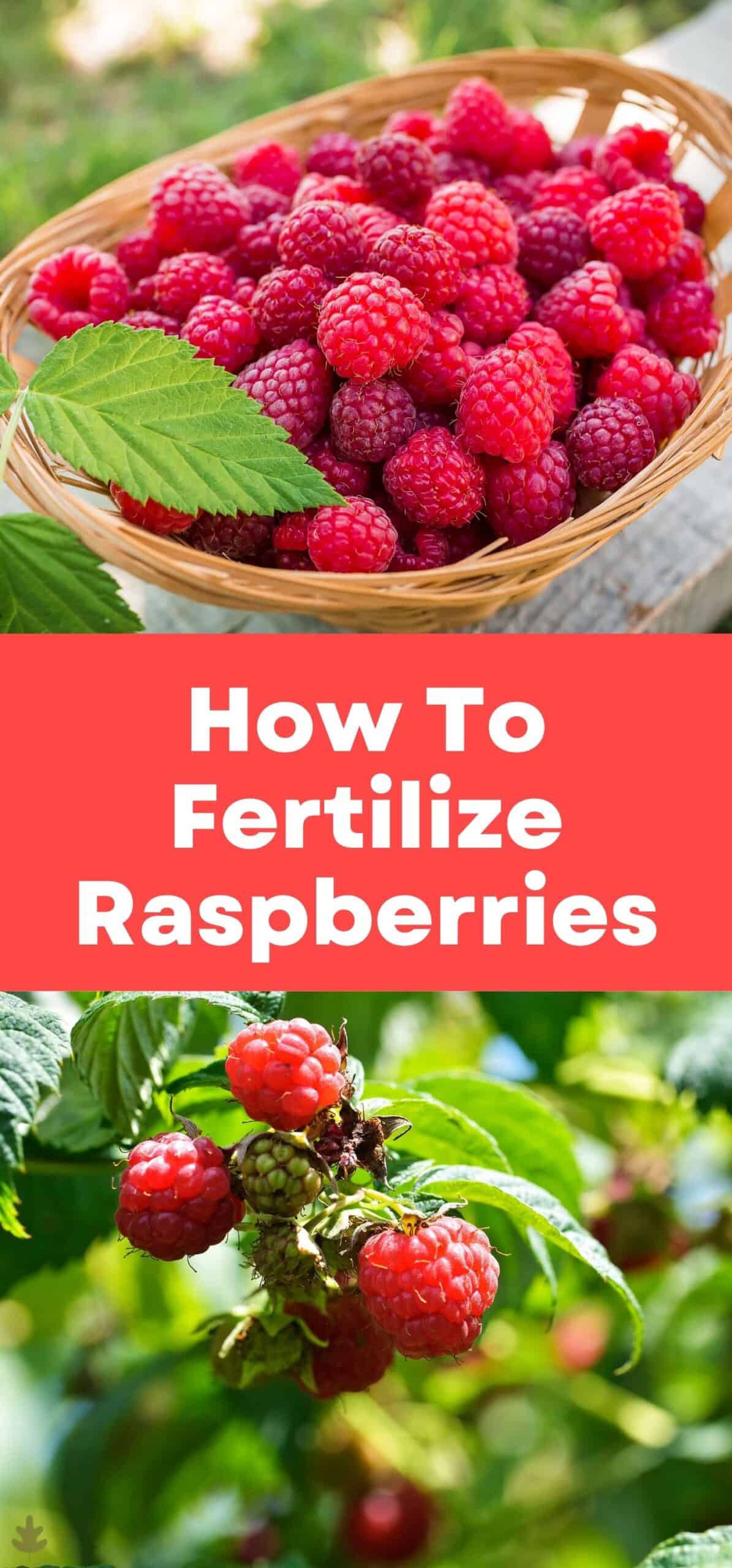 How to fertilize raspberries via @home4theharvest