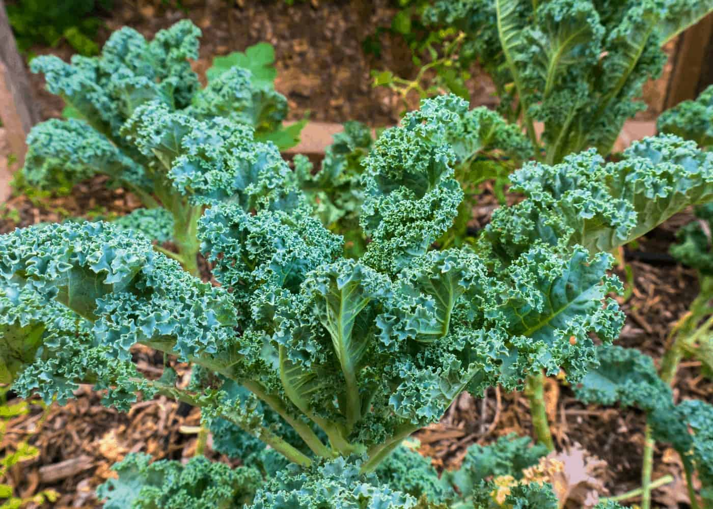 Kale growing