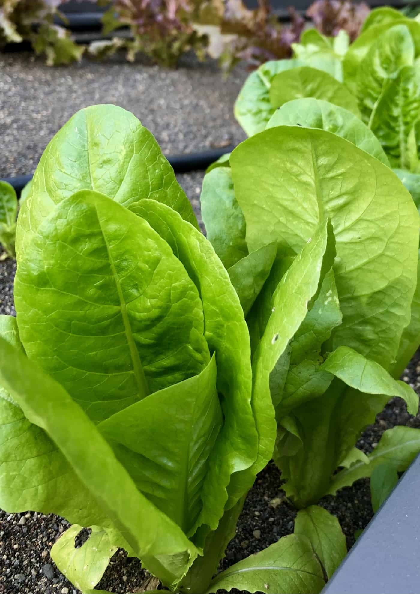 Leaf lettuce in garden