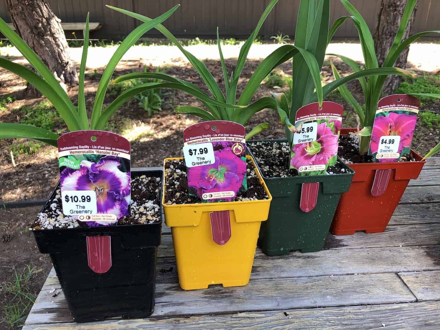 Different types of daylily flowering plants in pots