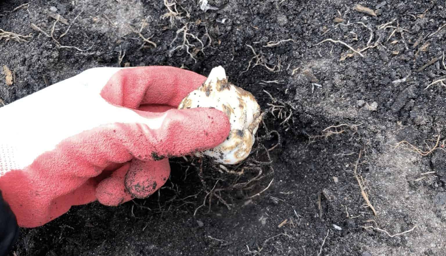 How to plant lily bulbs 🌷 🌞 Uncover the secrets for stunning blooms