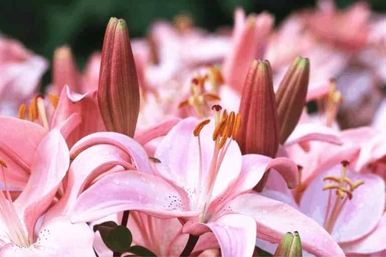 How to plant lily bulbs 🌷 🌞 Uncover the secrets for stunning blooms