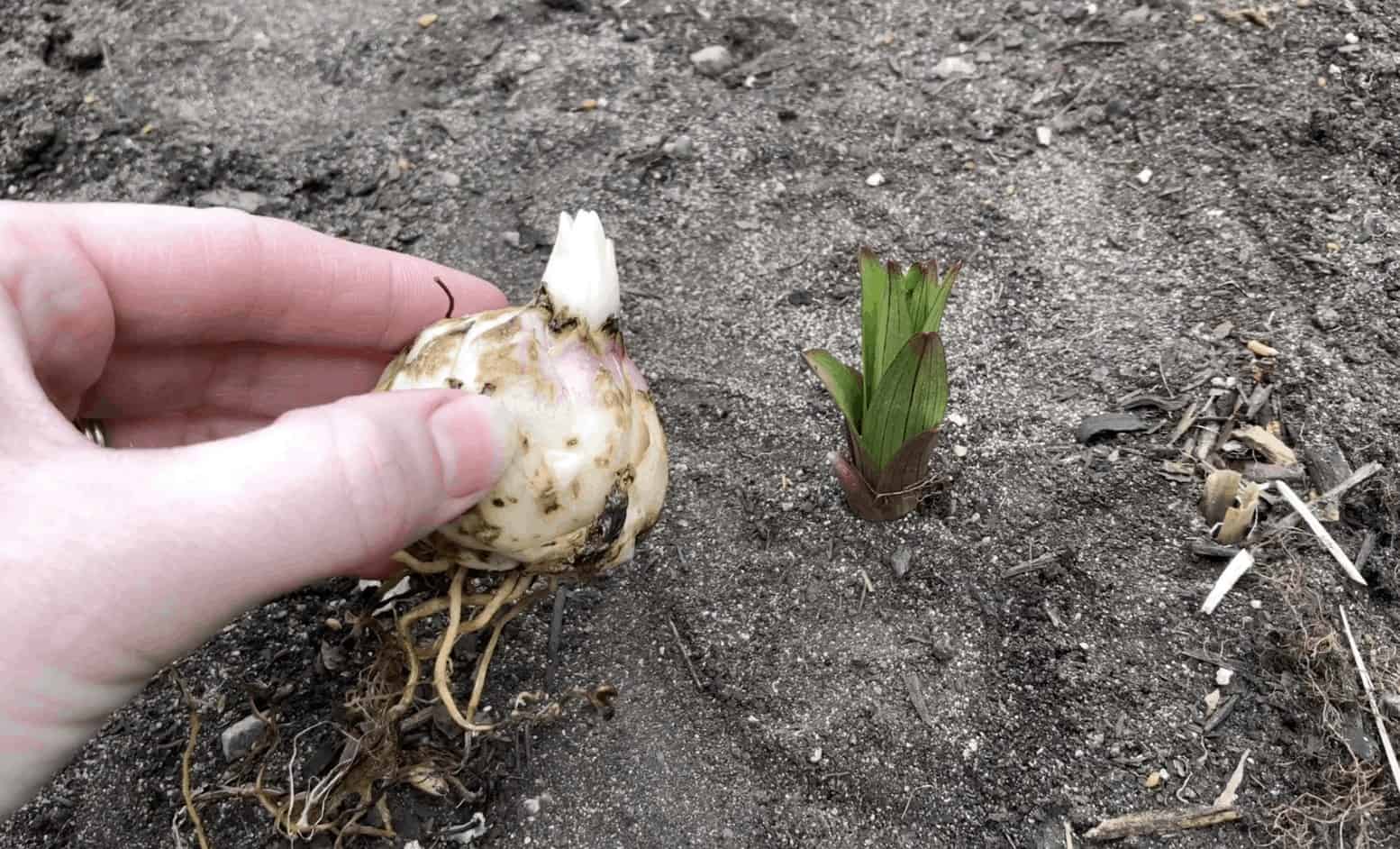 How to plant lily bulbs 🌷 🌞 Uncover the secrets for stunning blooms