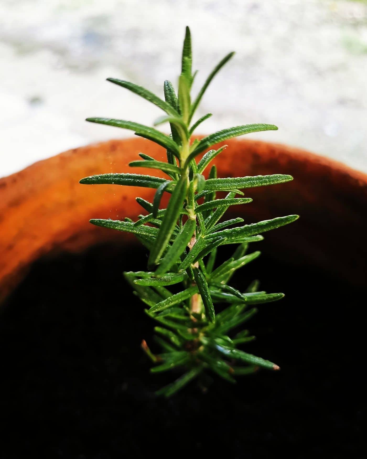 Growing a rosemary tree from a cutting