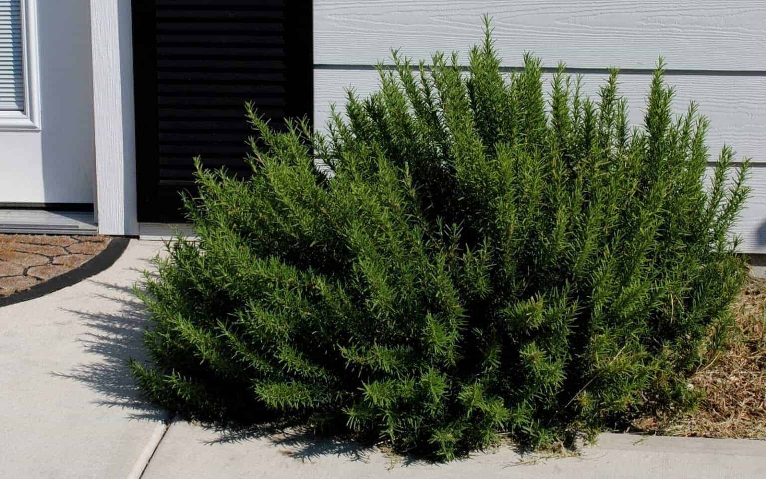 Growing a thriving rosemary tree 🌿 🎄 Learn the best tips and practices!