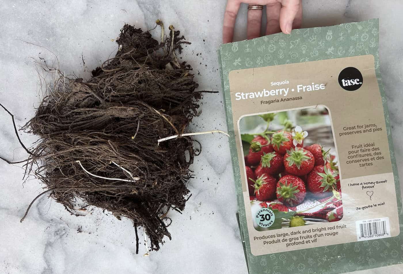 How to grow strawberries 🌱 🍓 Start your berry adventure today