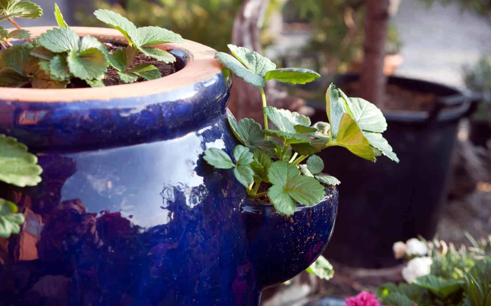 blue strawberry pot container garden