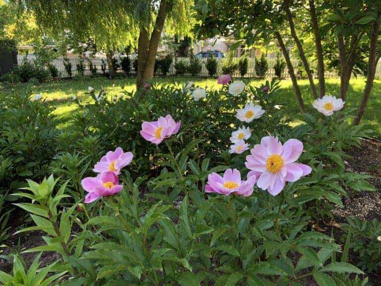 How to plant peonies 🌸 🌟 Add timeless beauty in your garden!