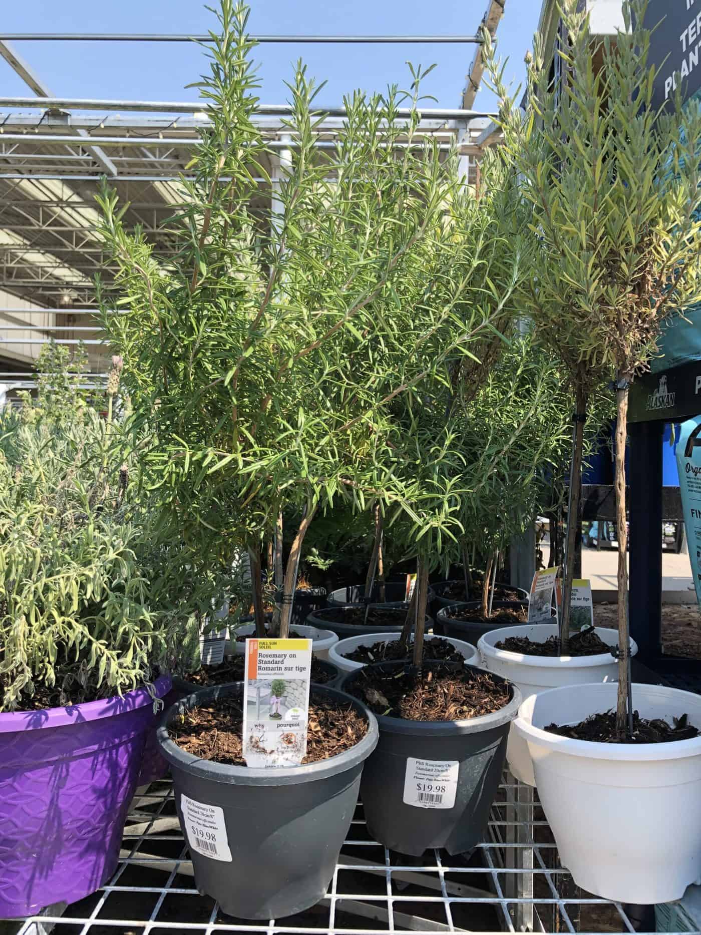 Rosemary trees for sale at the garden center
