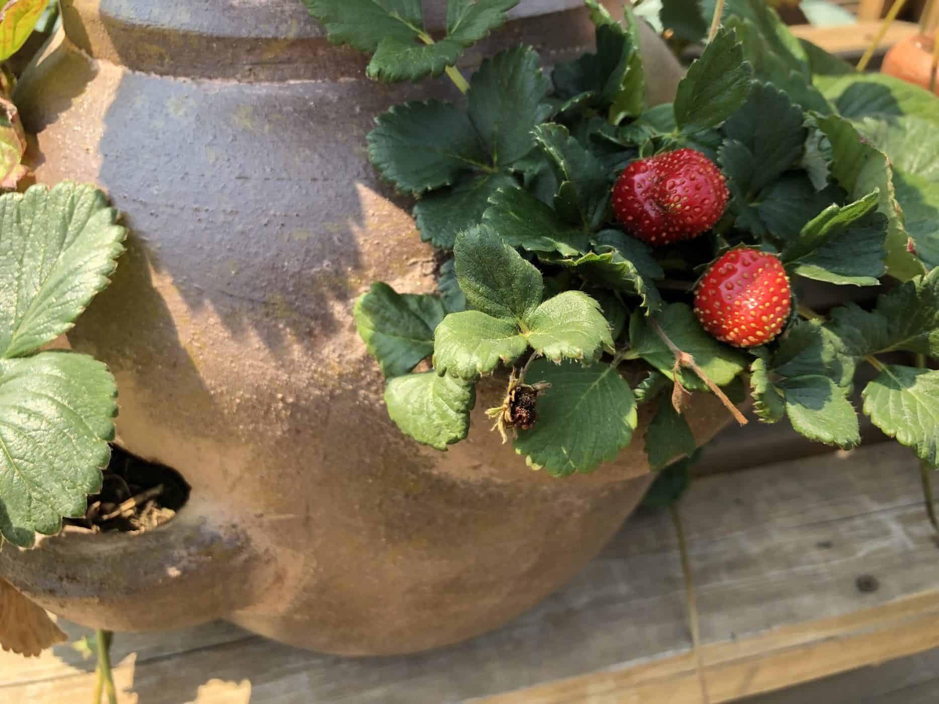 Strawberries growing in strawberry pot planter