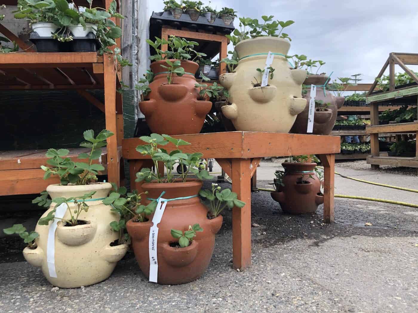 Strawberry pot basics 🍓 Tips for container gardening success