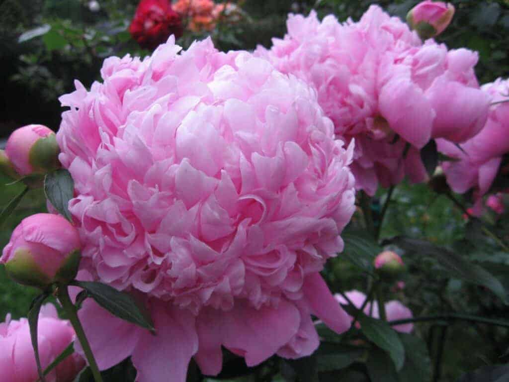 Peony flowers - pink flowers that come back every year