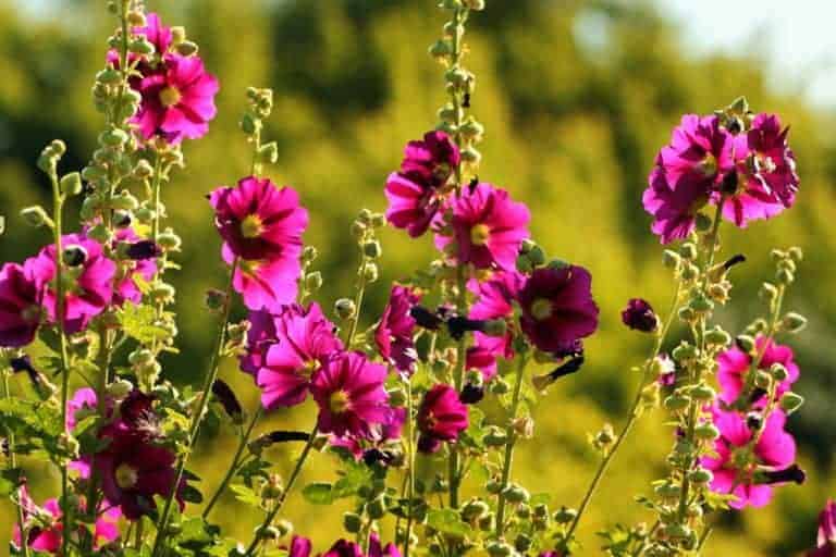 The Best Flowers That Come Back Every Year 🪴 Learn how to grow things 👩‍🌾