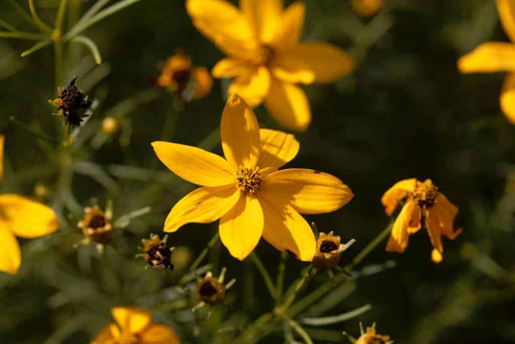 Flower of a whorled tickseed, coreopsis verticillata