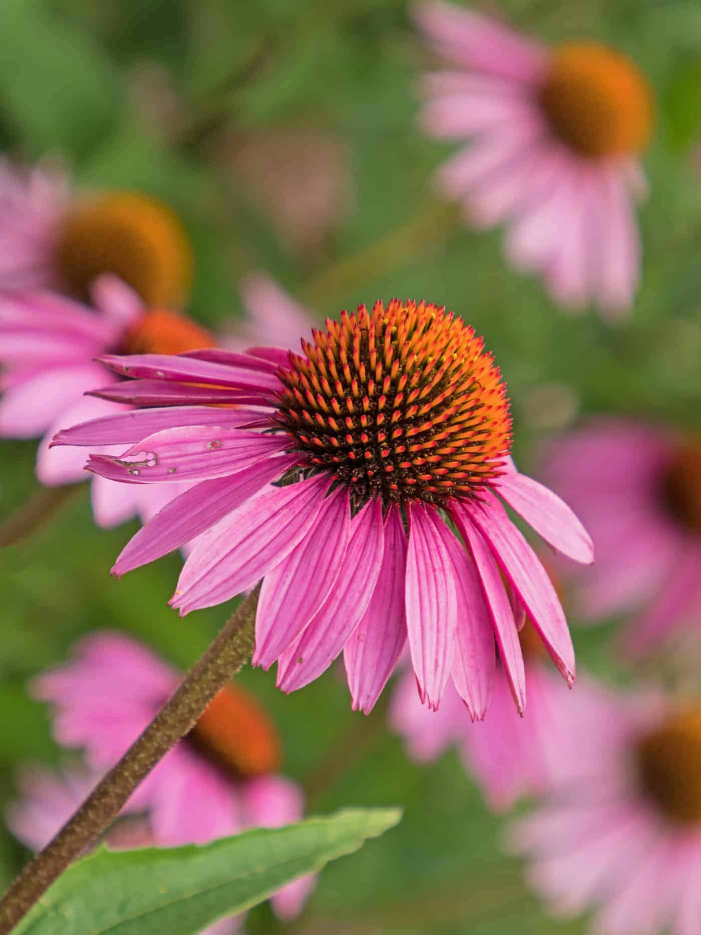 The Best Flowers That Come Back Every Year 🪴 Learn how to grow things 👩‍🌾