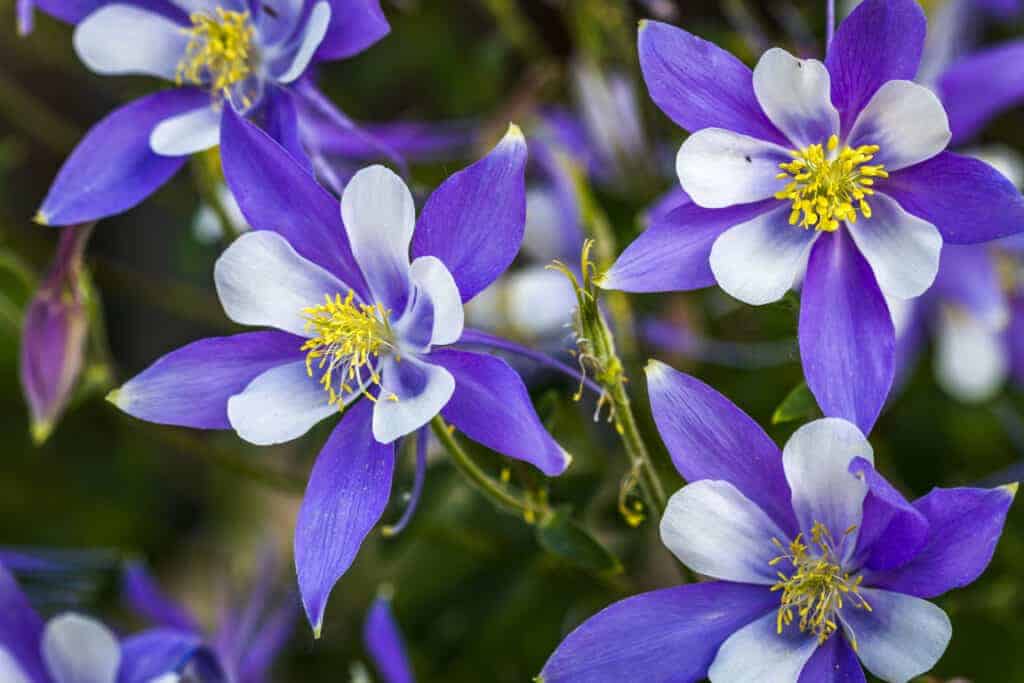 Columbine (aquilegia) - easy flowers to grow that come back each spring from the roots