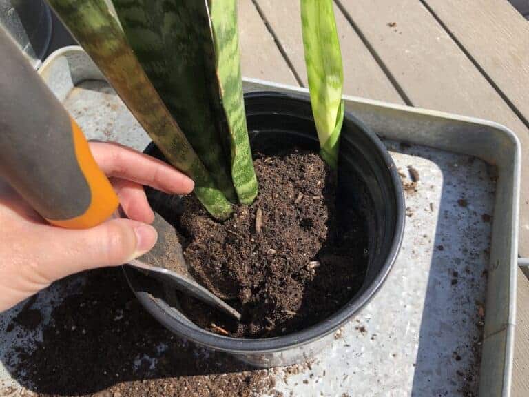 Repotting snake plant 🌱 🐍 🌿 Guide to giving your plant a new home
