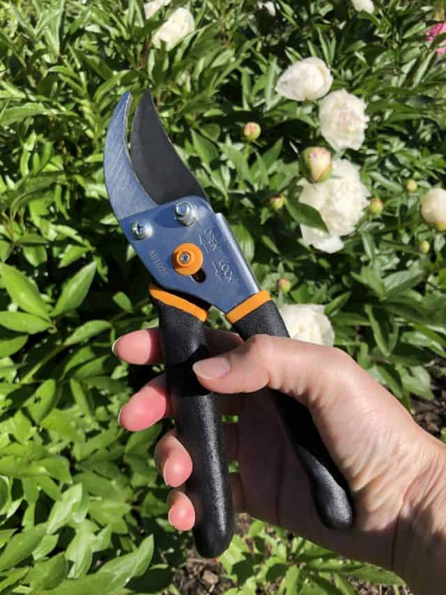 Fiskars Pruners Review of Excellent Everyday Handheld Pruning Shears