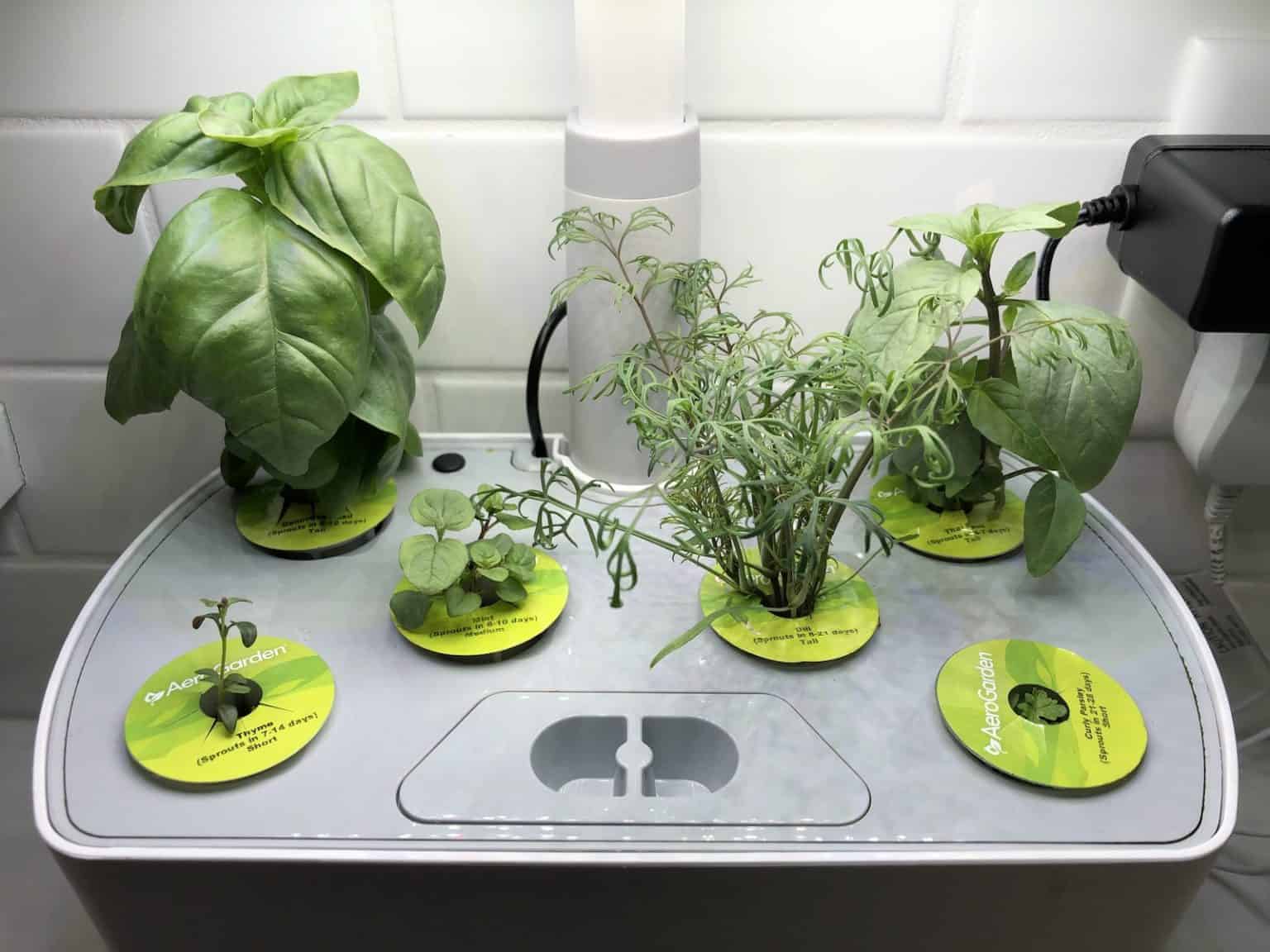 Aerogarden review 🌱 🌿 Discover the pros and cons of this indoor garden