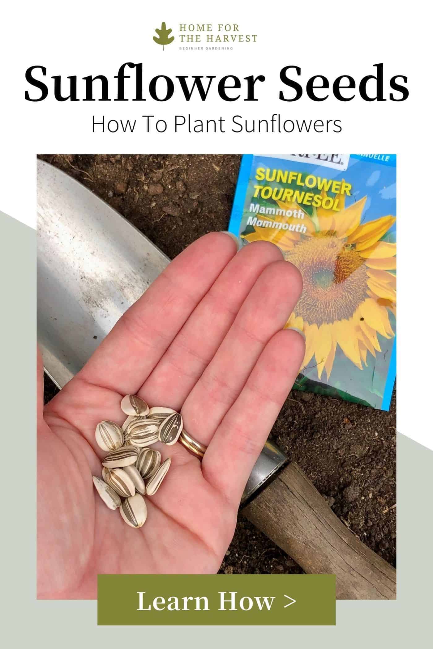 How to Plant Sunflower Seeds in the Garden via @home4theharvest