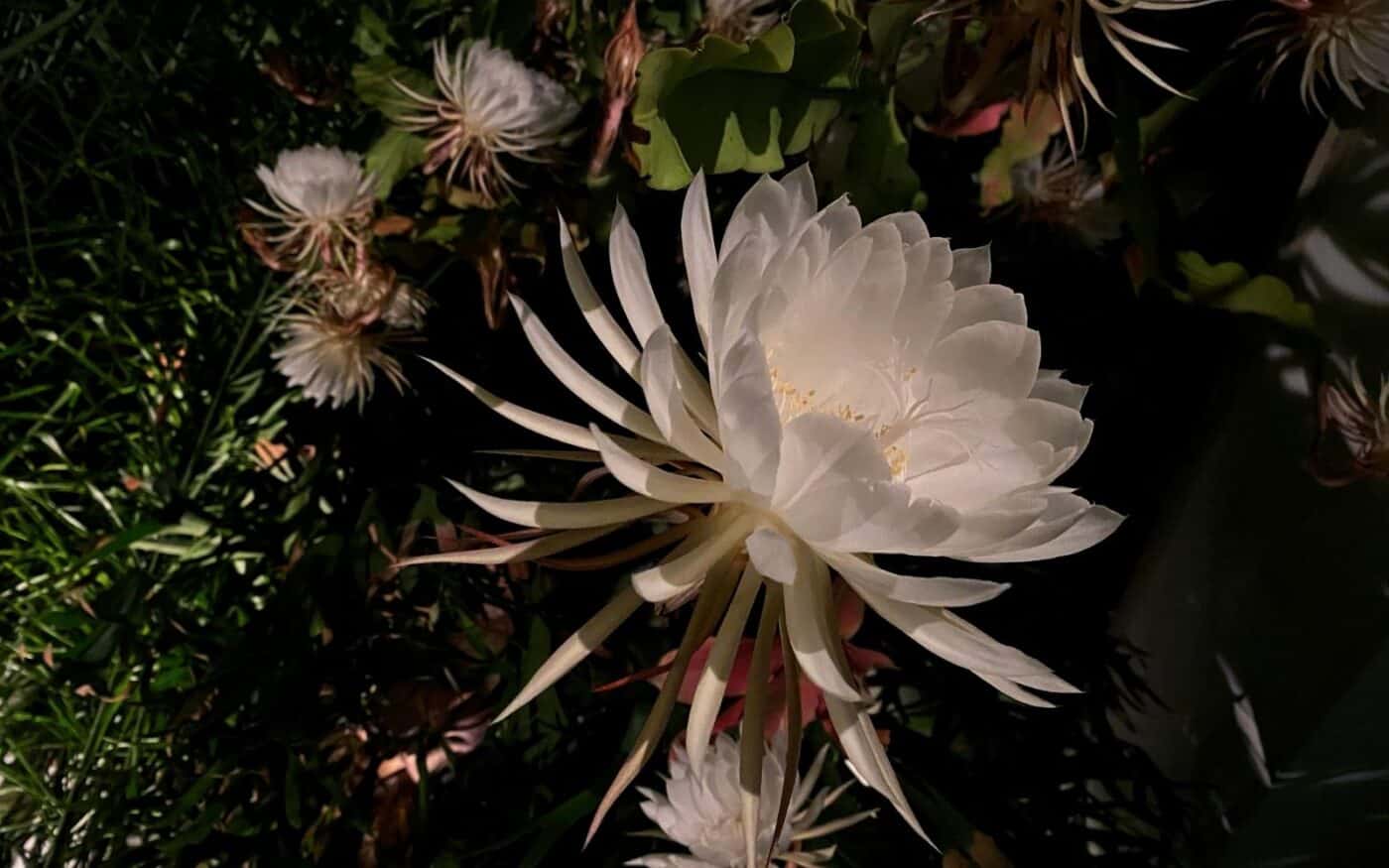 Moon Garden - Λευκά λουλούδια