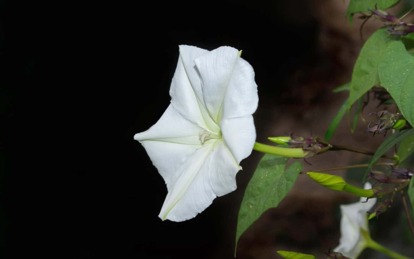 Moonflower - Ipomoea alba - τροπική λευκή πρωινή δόξα - φεγγάρι αμπέλι
