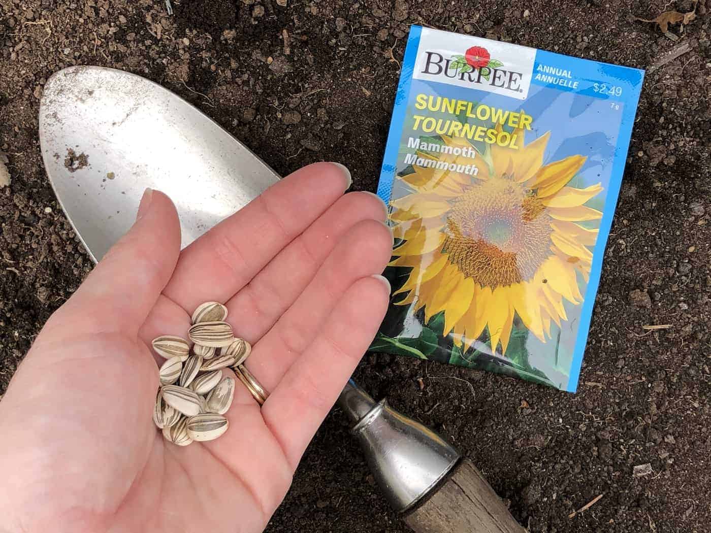 Planting mammoth sunflowers