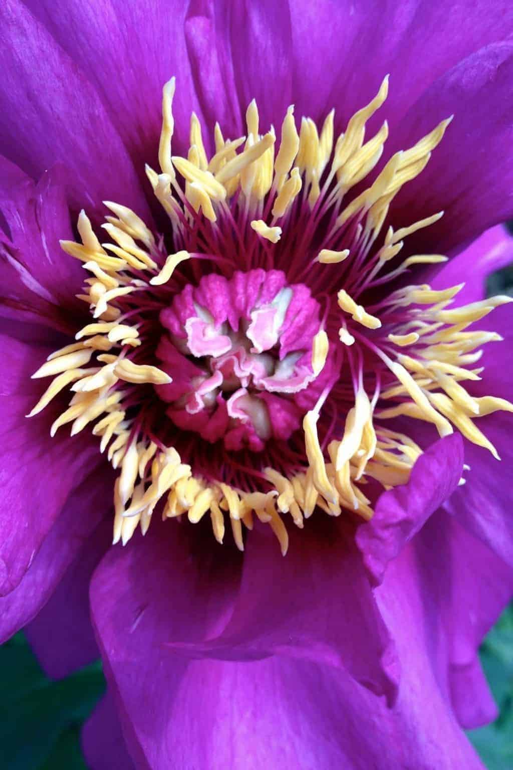 Types of peonies 🌸 🍃 Discover the variety and beauty in each bloom